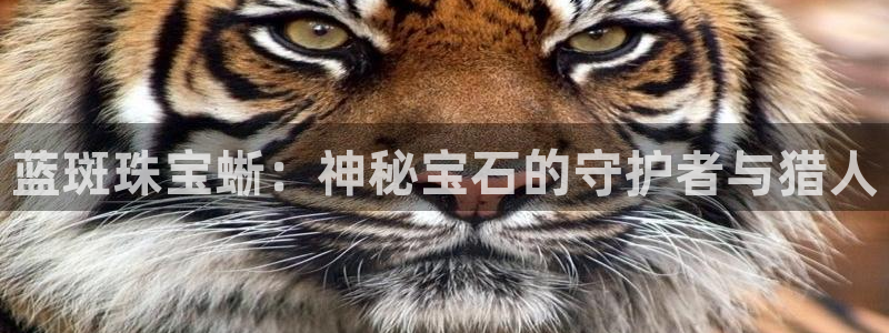 新宝5登录：蓝斑珠宝蜥：神秘宝石的守护者与猎人