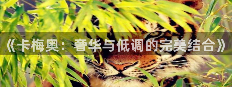 新宝5测：《卡梅奥：奢华与低调的完美结合》